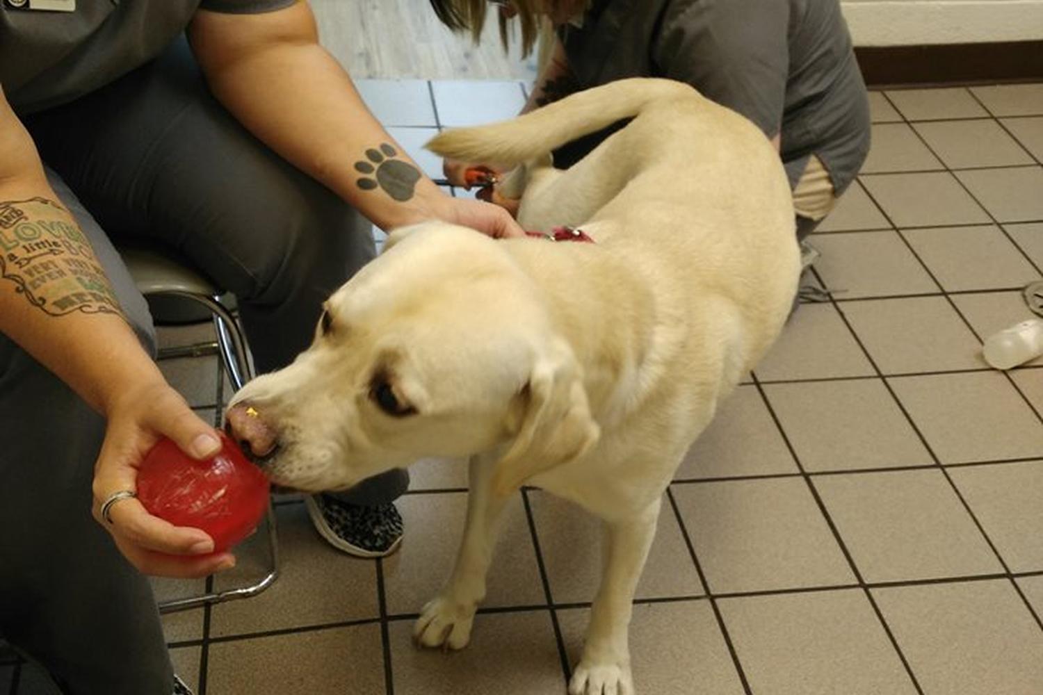 Harvey Animal Hospital  1