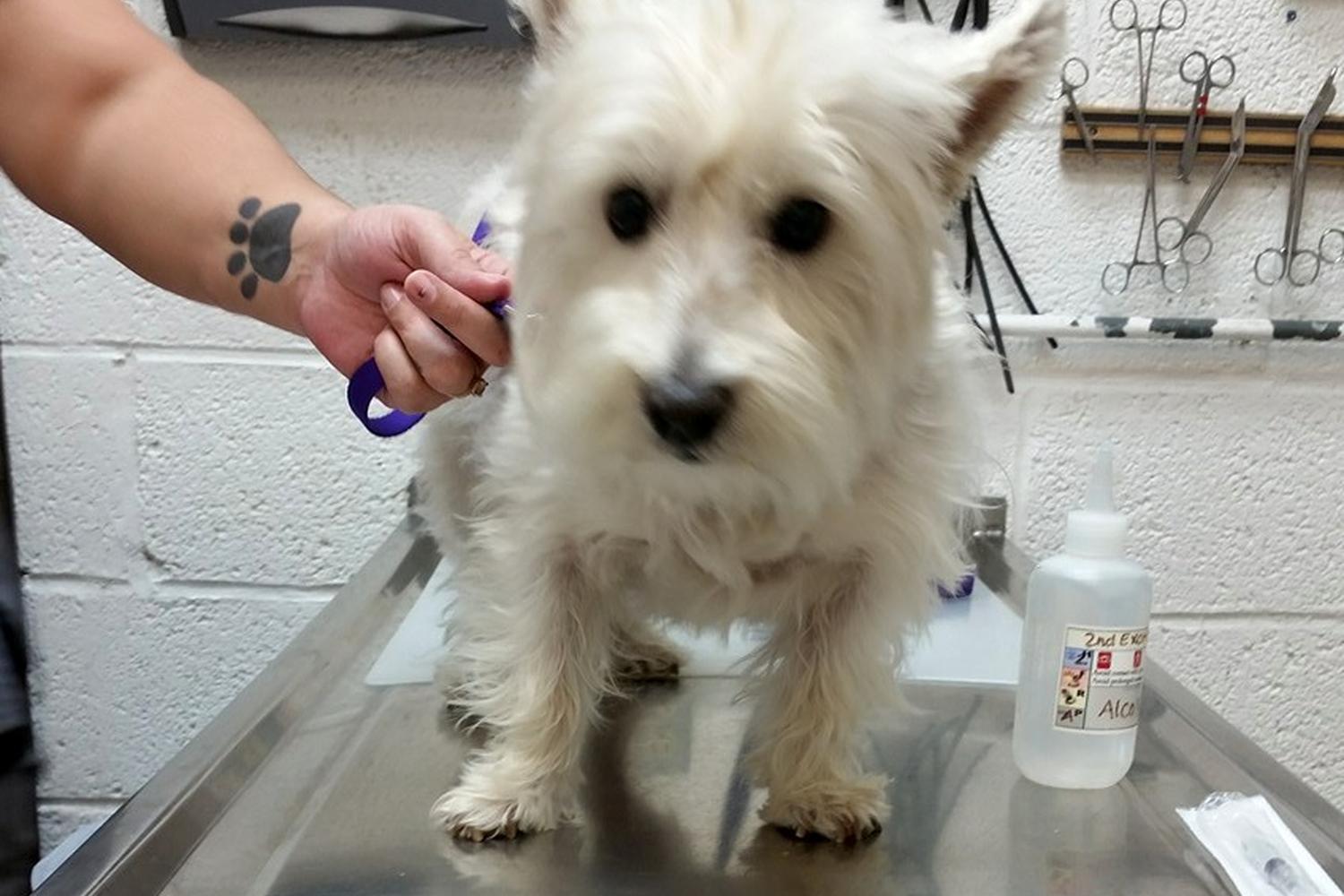 Harvey Animal Hospital  5