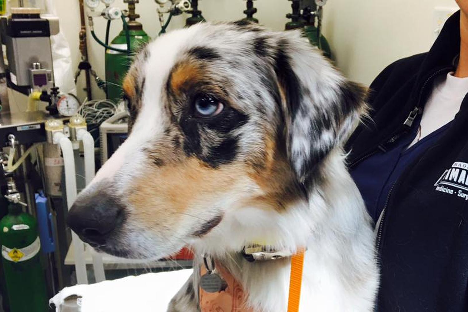 Magazine Street Animal Clinic 0