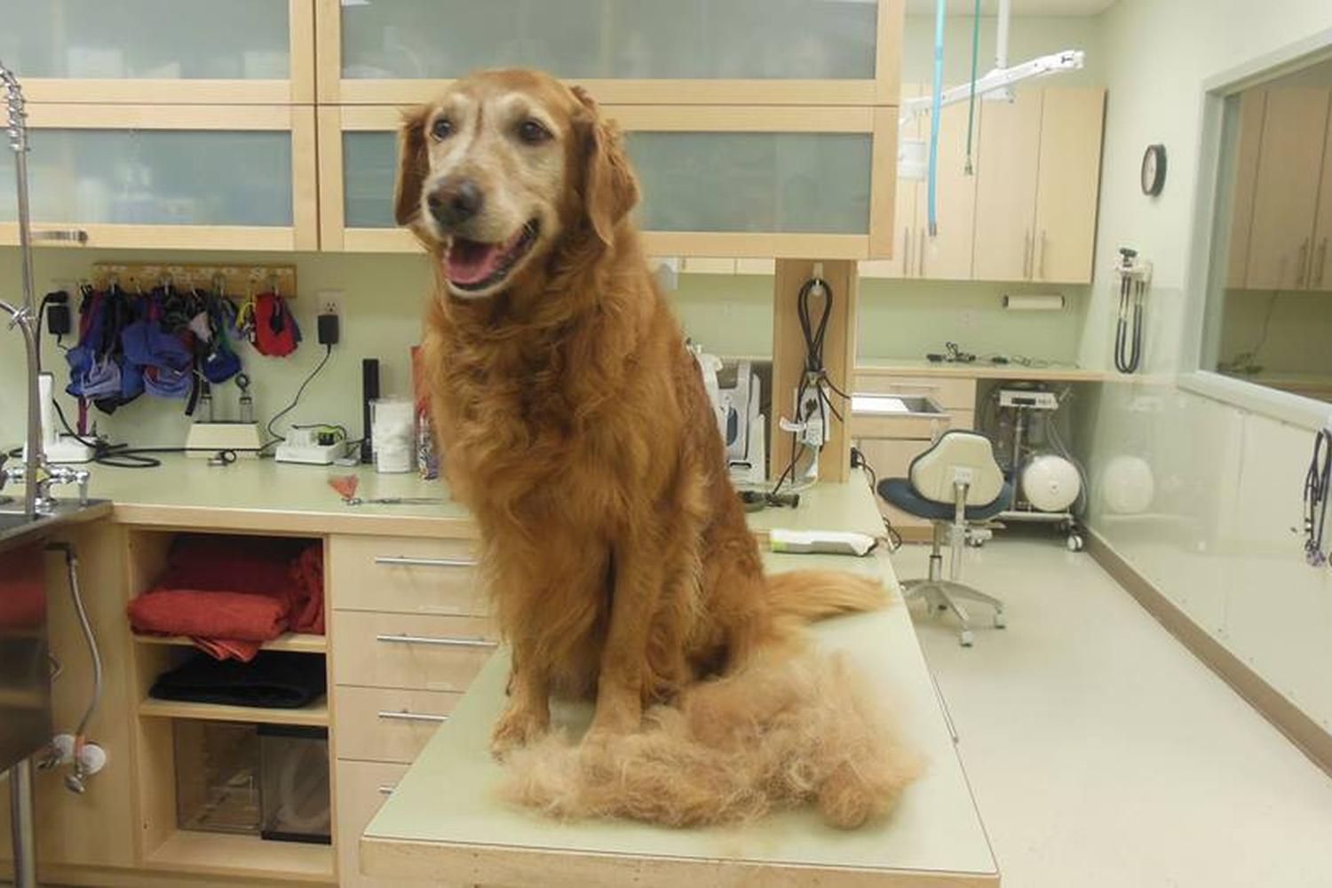 Heartland Animal Hospital 1