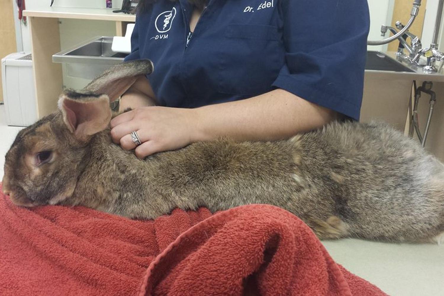 Heartland Animal Hospital 3