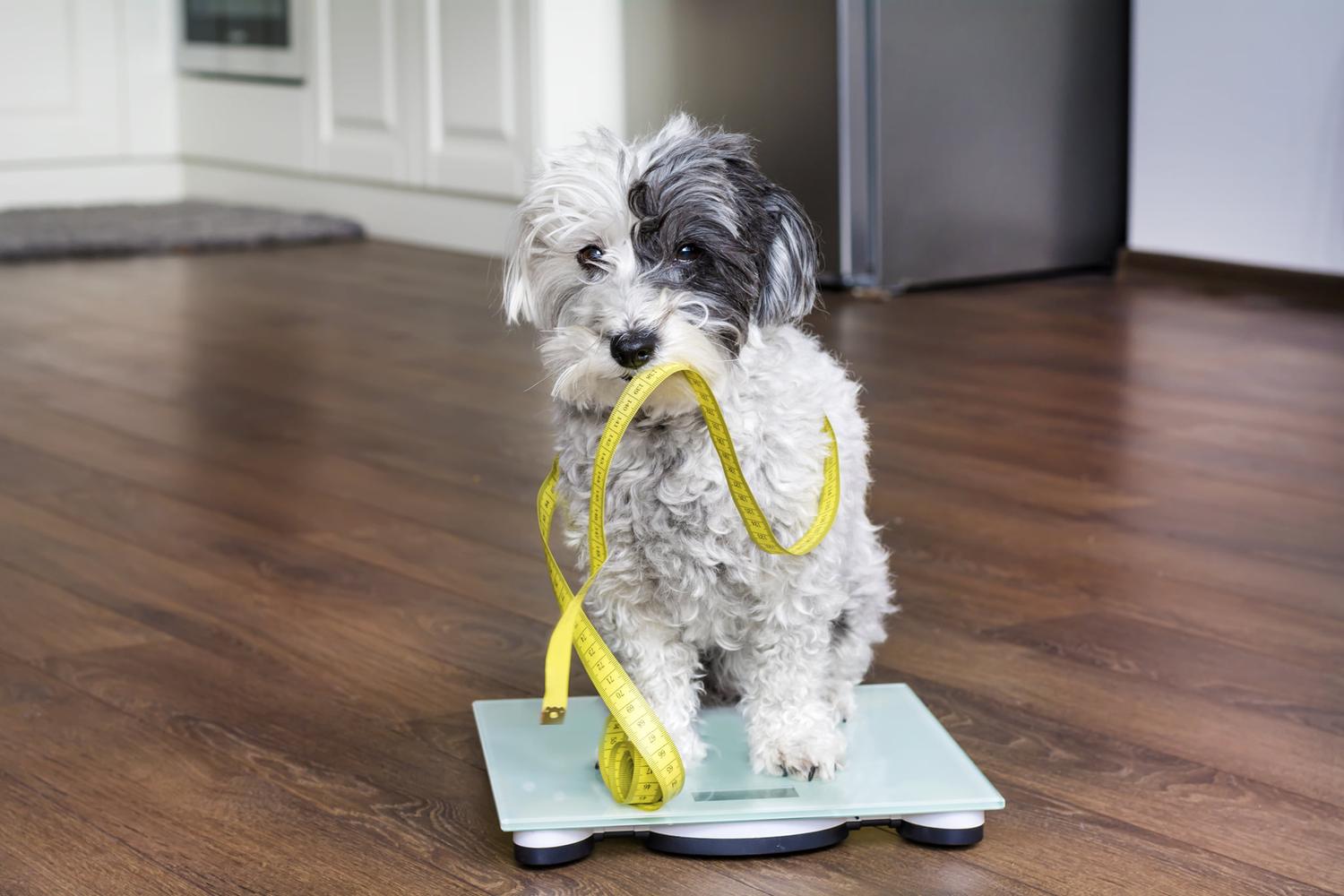 BluePearl Pet Hospital & Emergency Vet 3