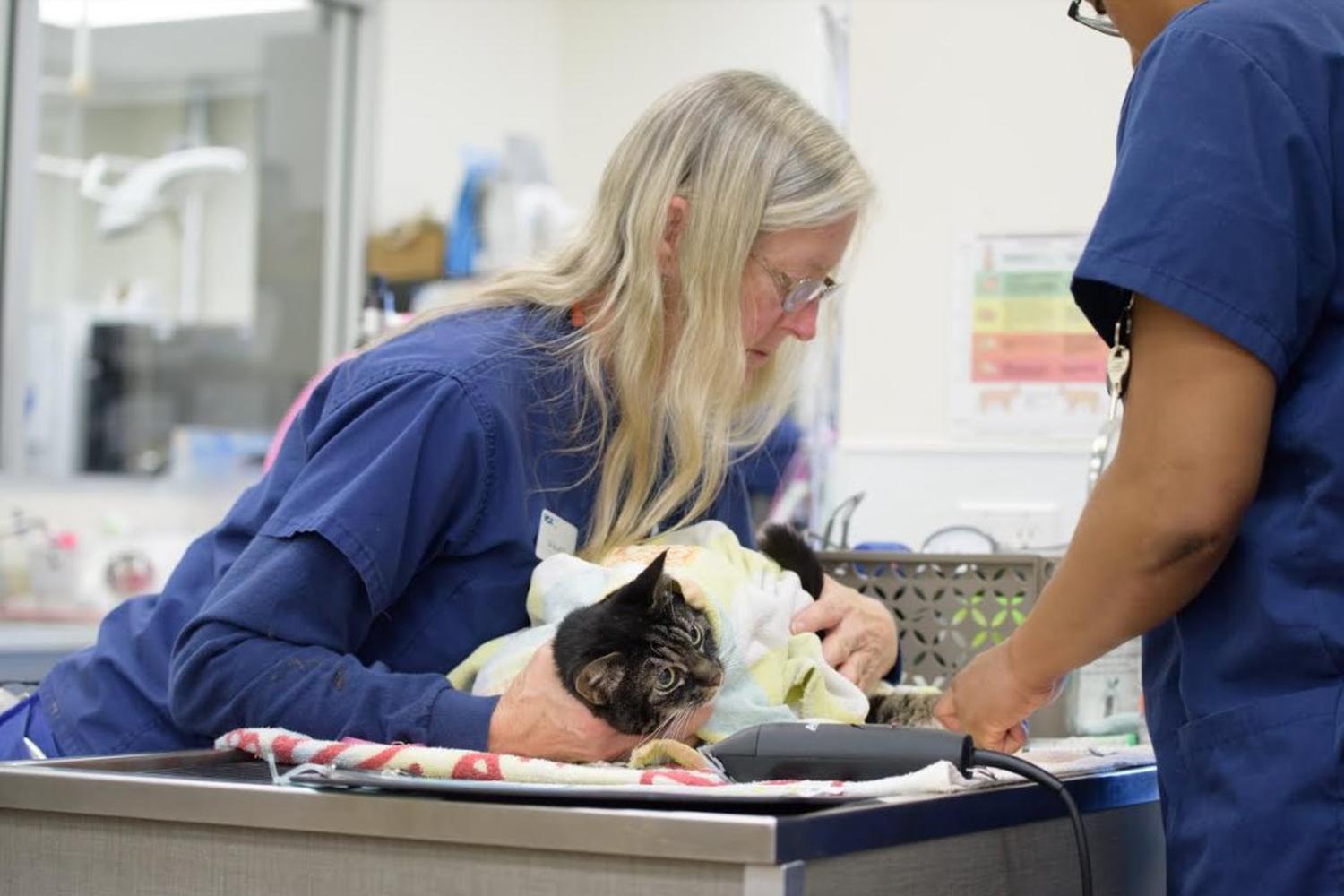 VCA California Veterinary Specialists - Murrieta 1