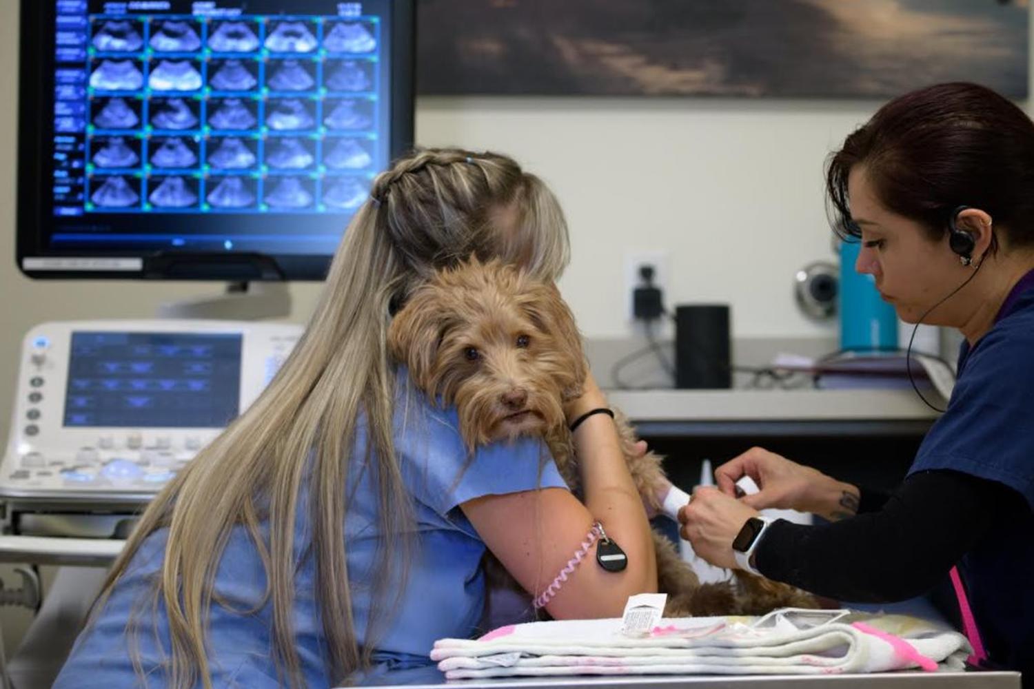 VCA California Veterinary Specialists - Murrieta 2