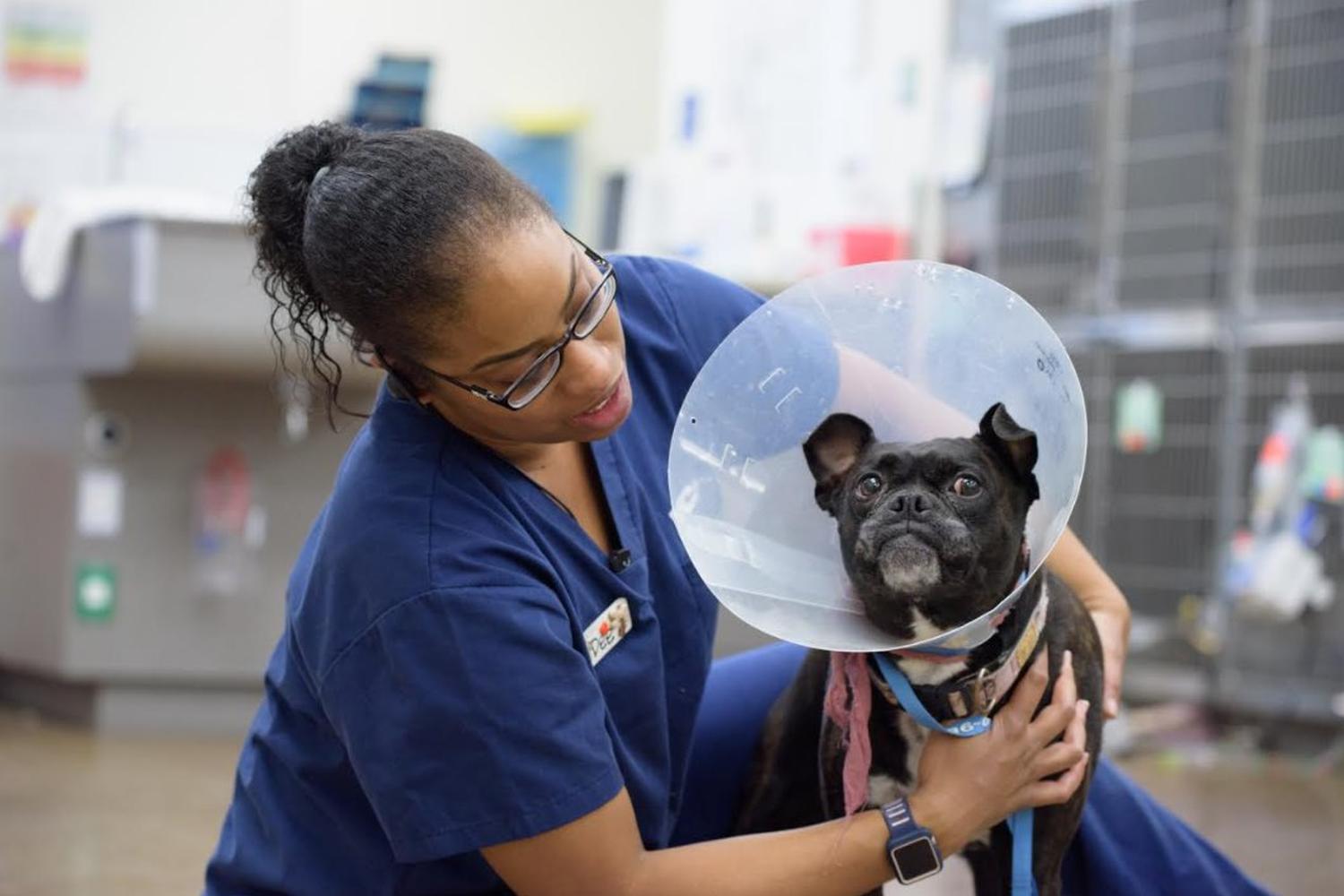 VCA California Veterinary Specialists - Murrieta 0