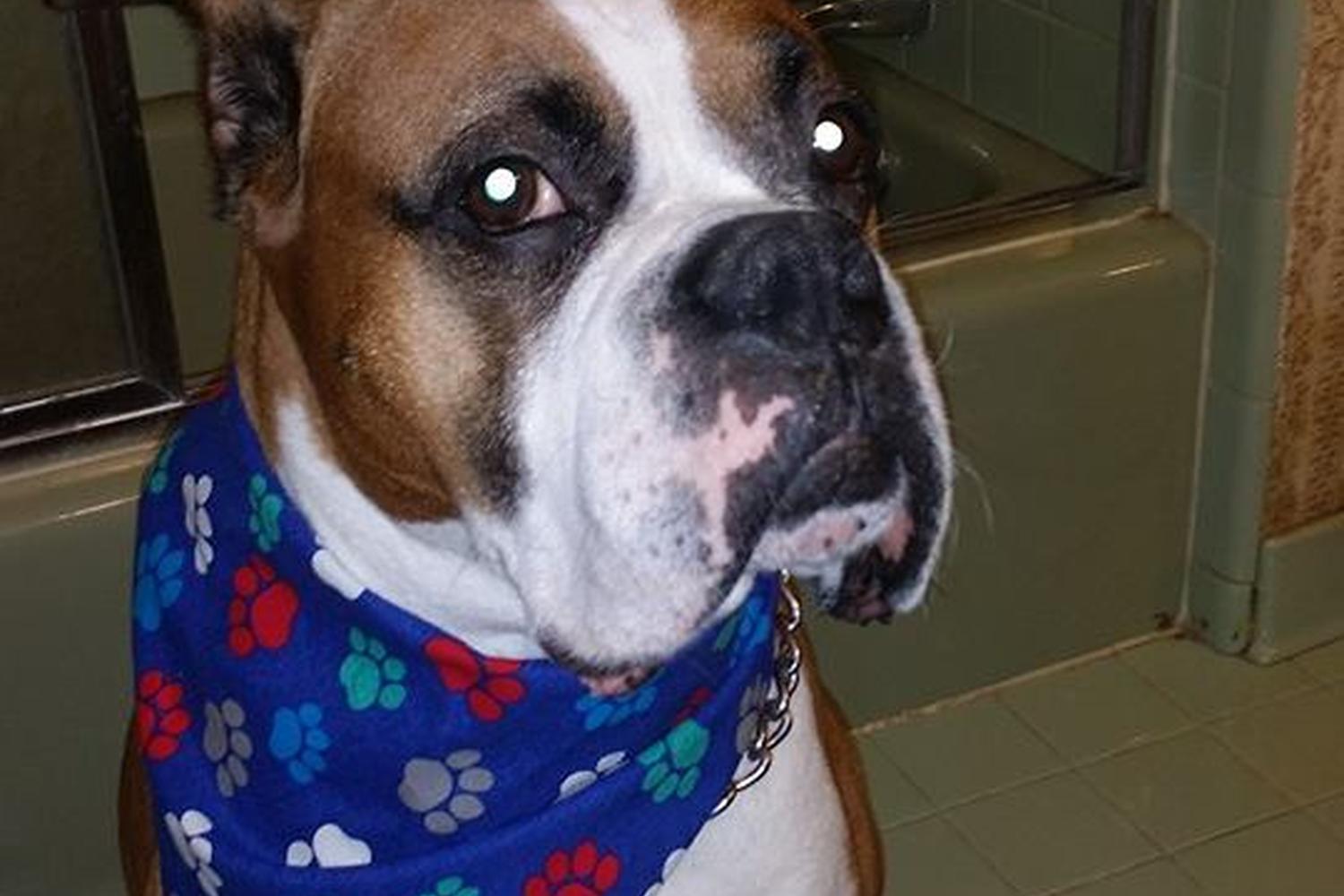Northlake Veterinary Hospital 2