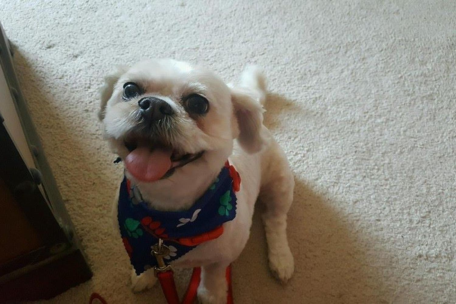 Northlake Veterinary Hospital 0