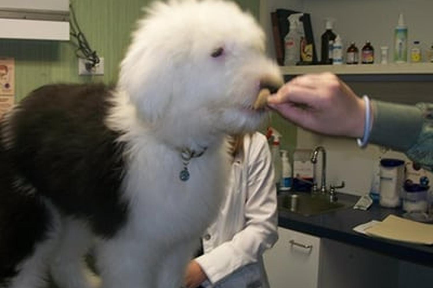Bienville Animal Medical Center 2