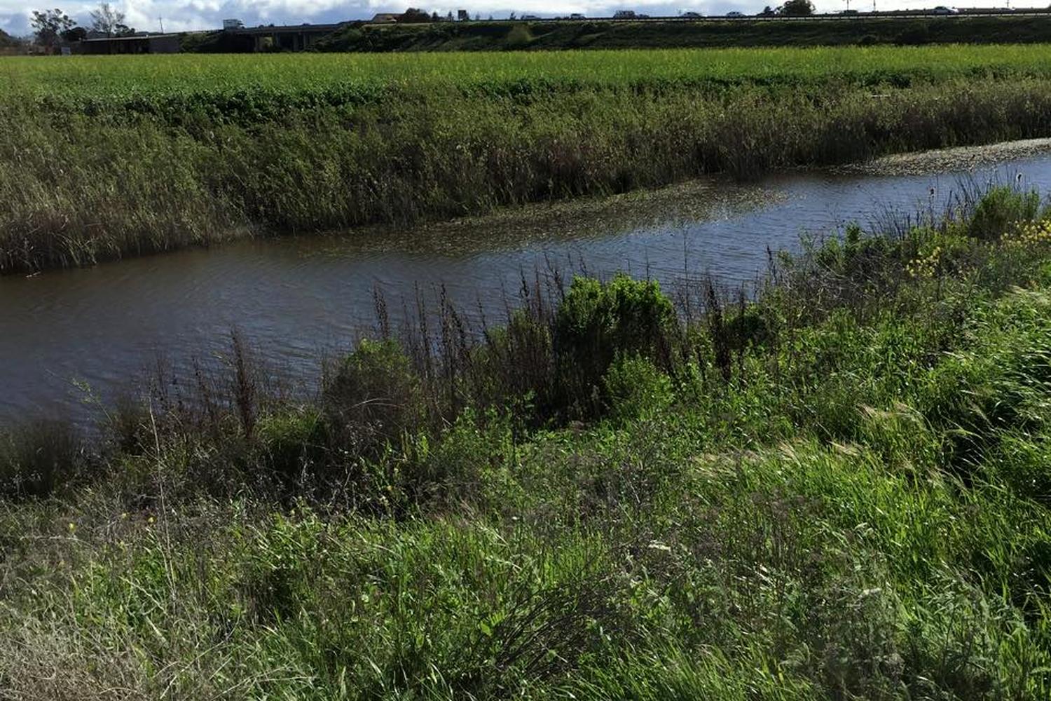Watsonville Slough National Wildlife Refuge and Trail System 2