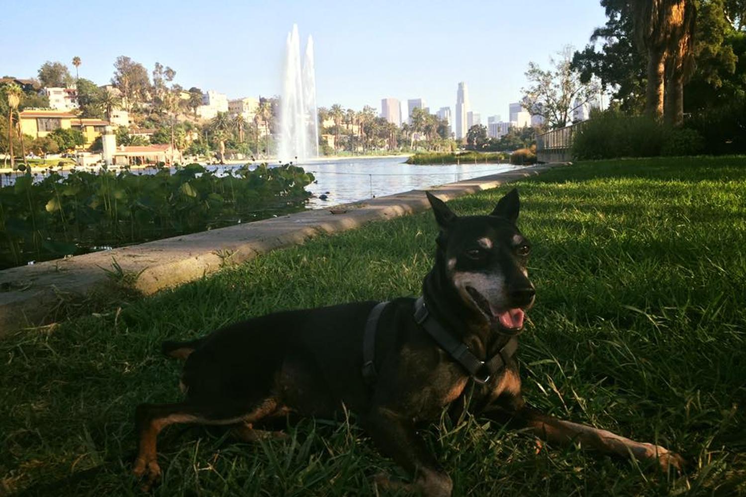 Echo Park Lake 4