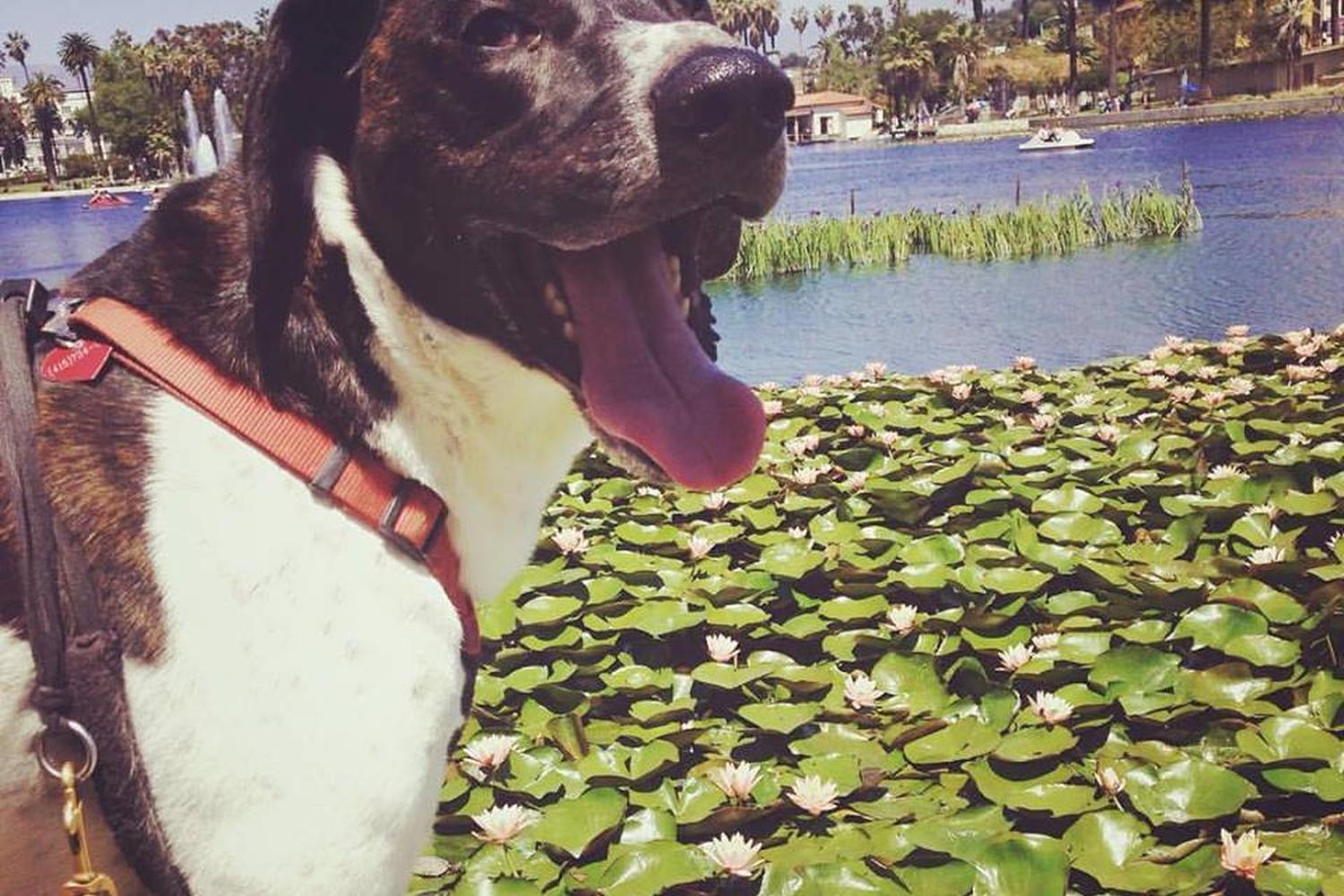 Echo Park Lake 1