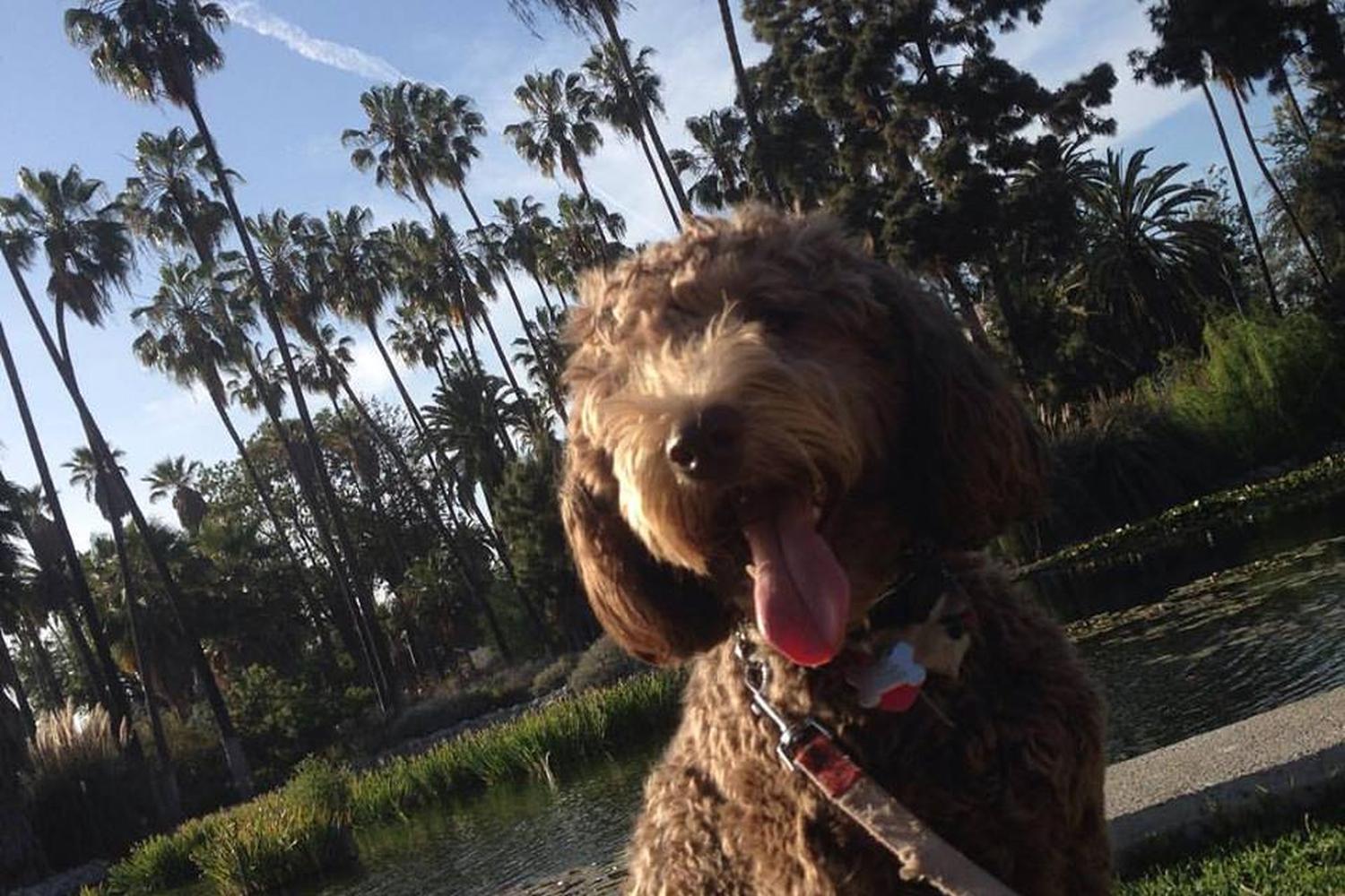 Echo Park Lake 2