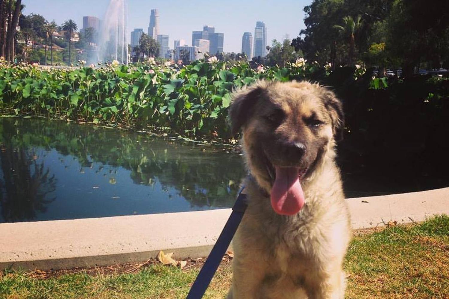 Echo Park Lake 5