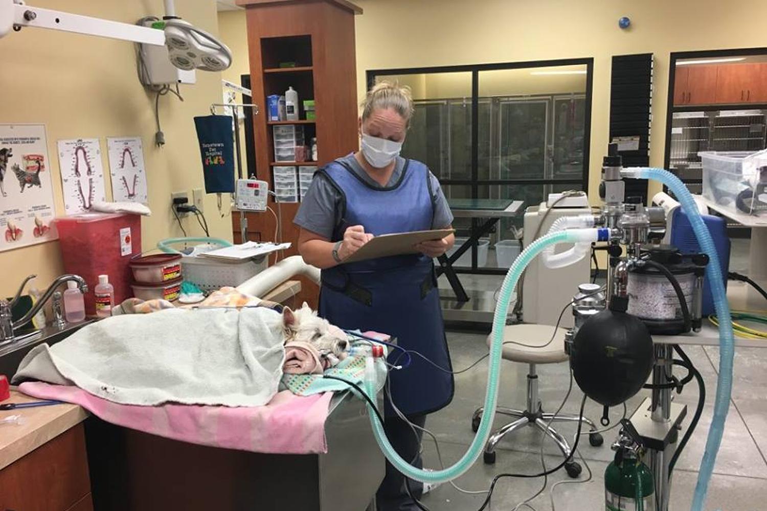 Hometown Veterinary Hospital 5