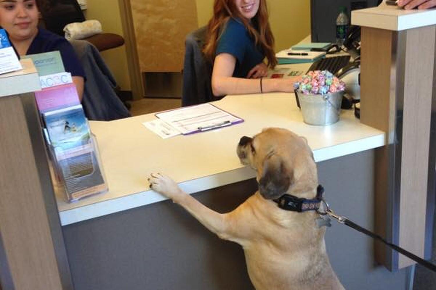 Juanita Bay Veterinary Hospital 1