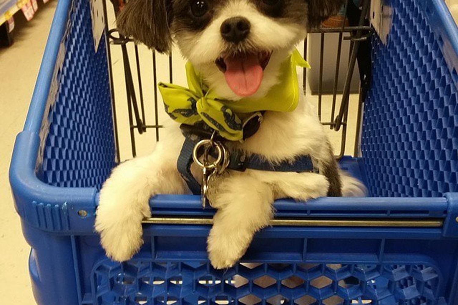 PetSmart Atlantic City 4