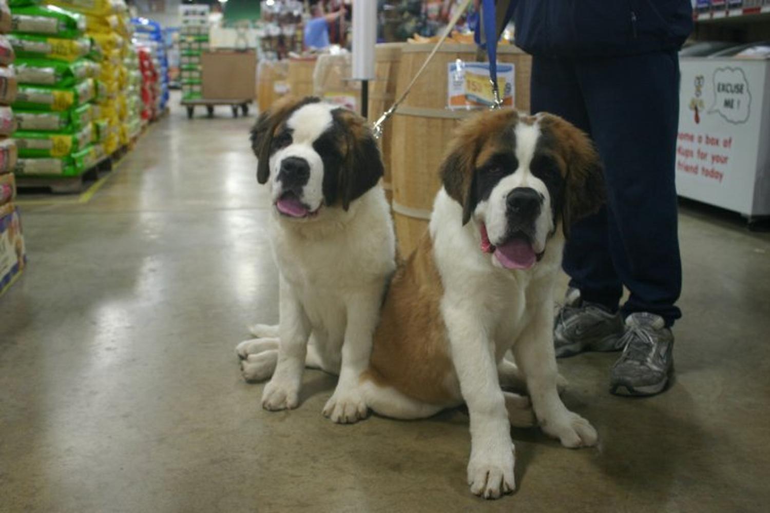 That Fish Place - That Pet Place 7