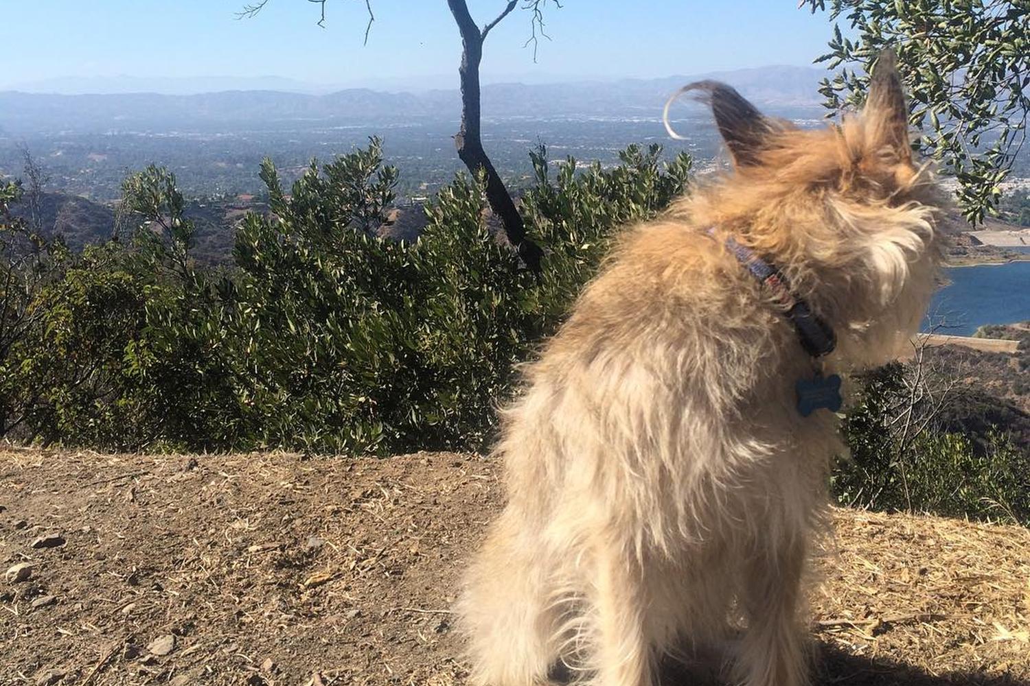 Mandeville Canyon to San Vicente Mountain Loop 4