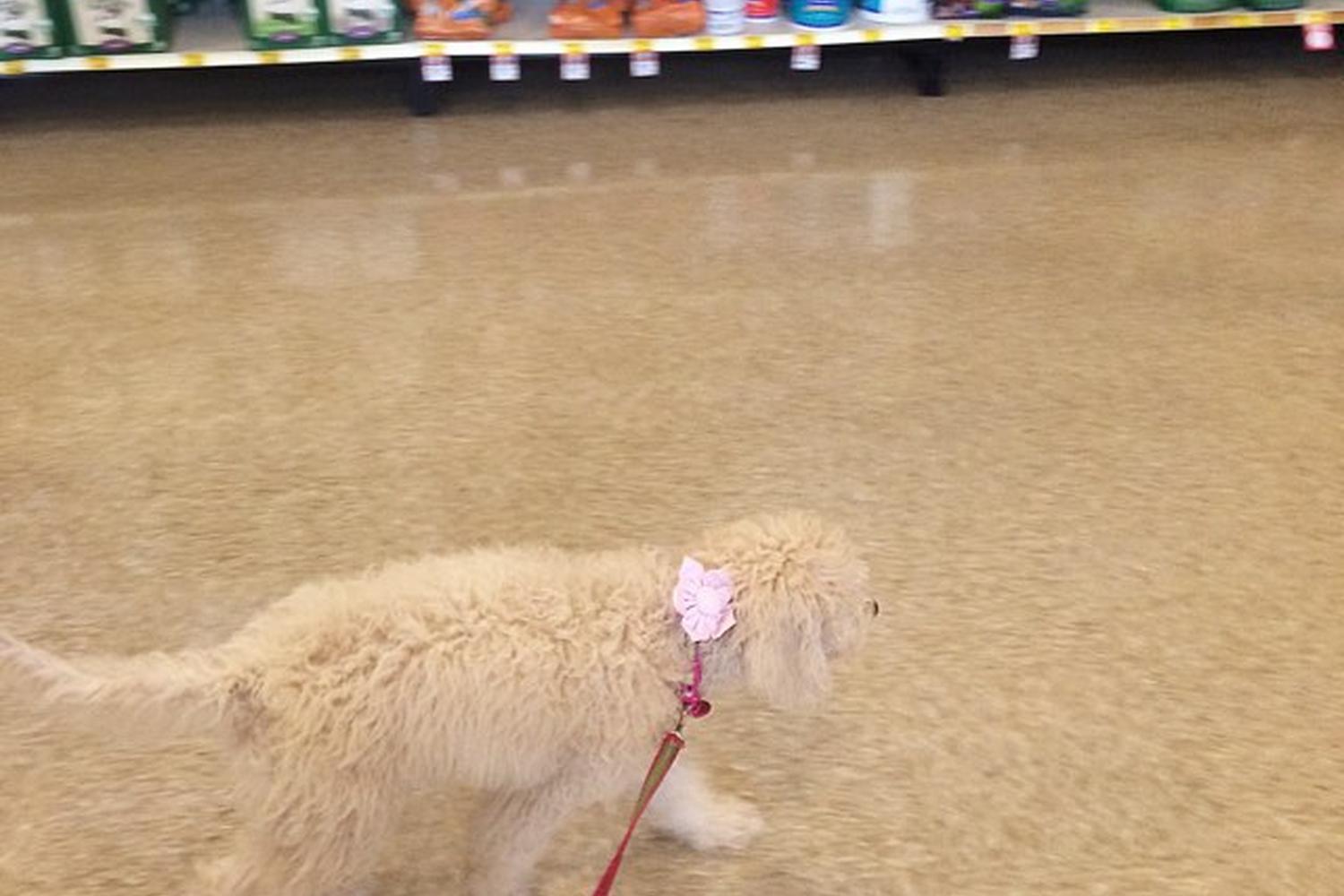 PetSmart Tomball 4