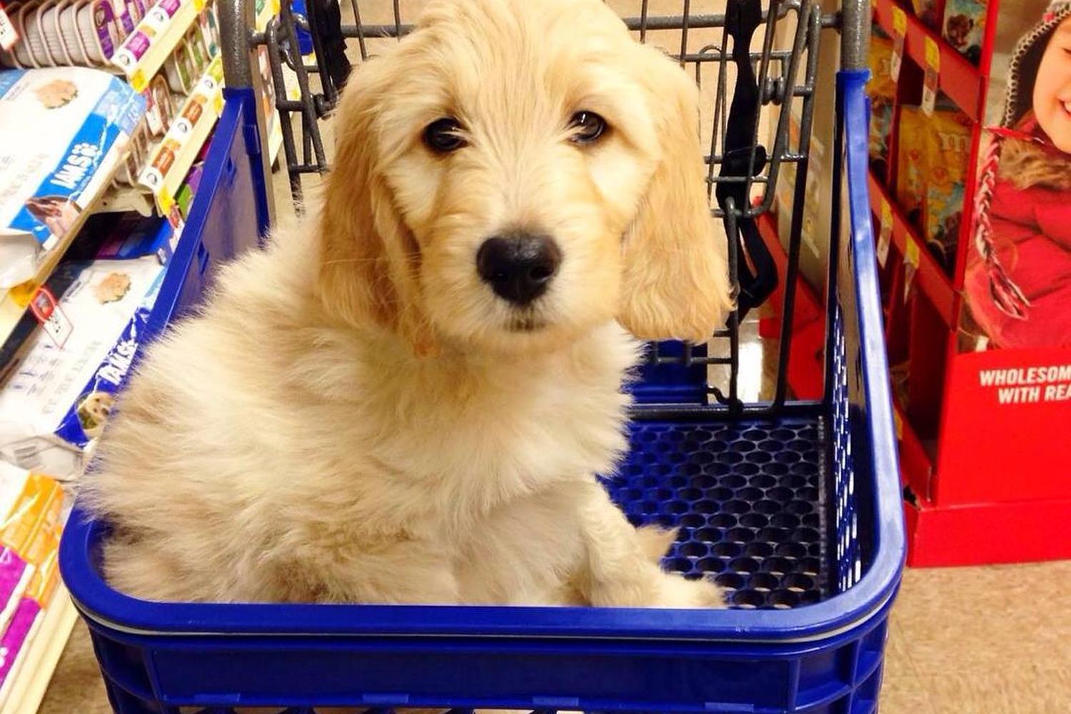PetSmart Oceanside 6