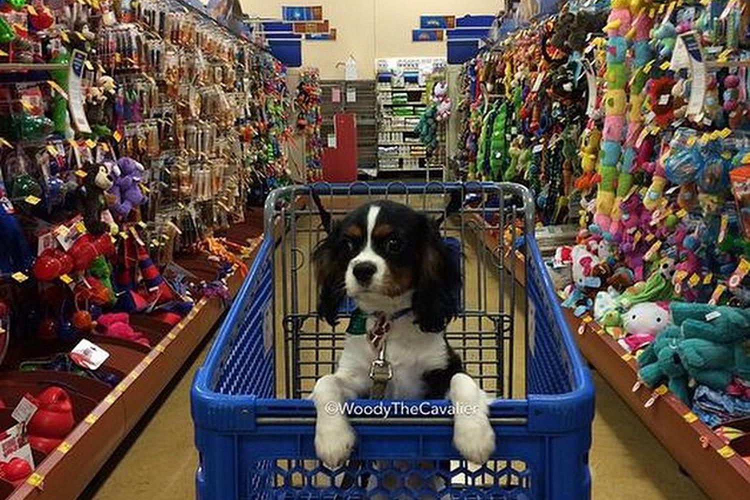 PetSmart Oceanside 7