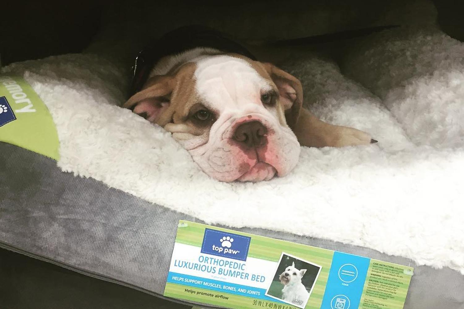 PetSmart Oceanside 5
