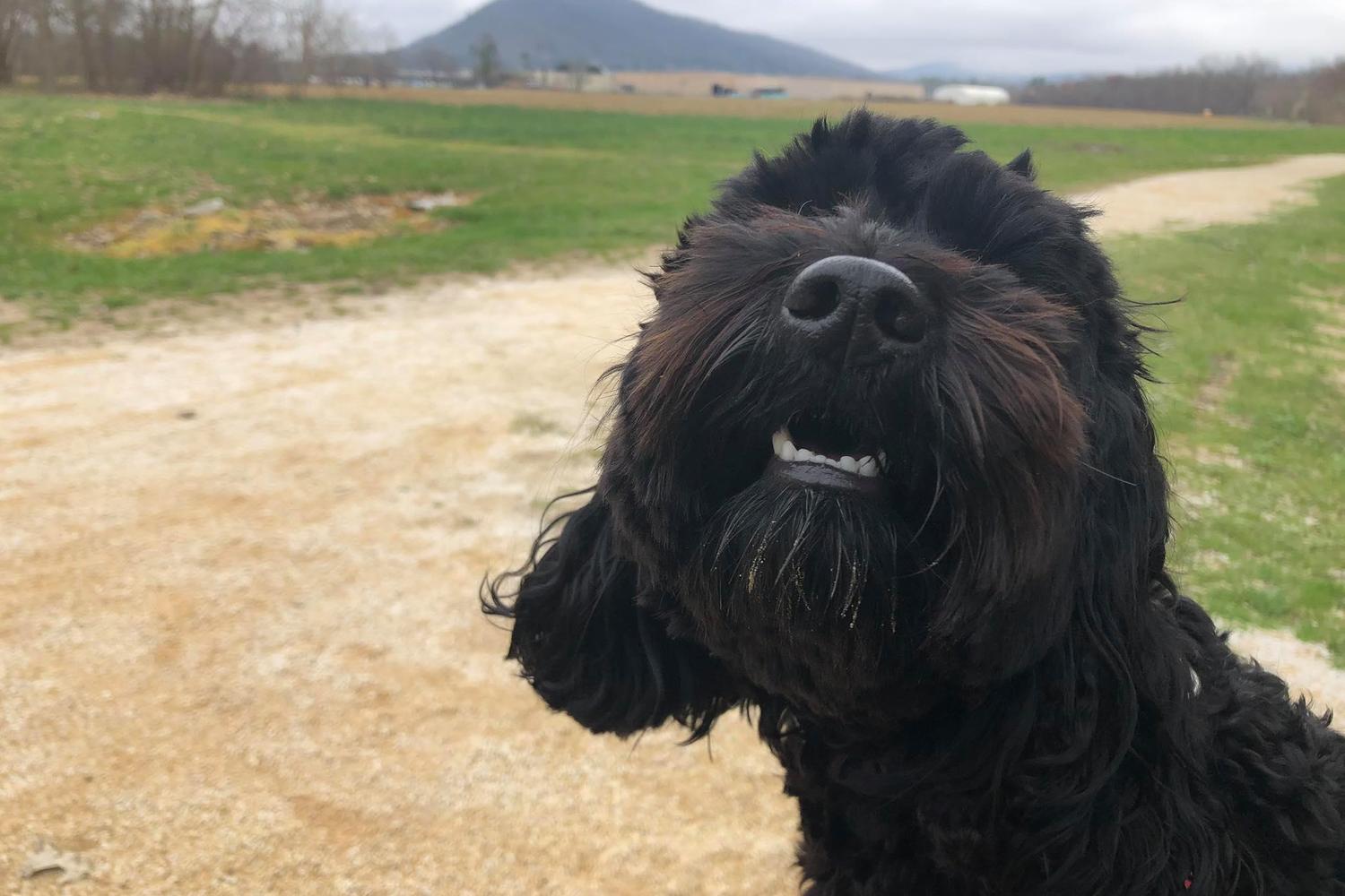 Woof In The Woods 0