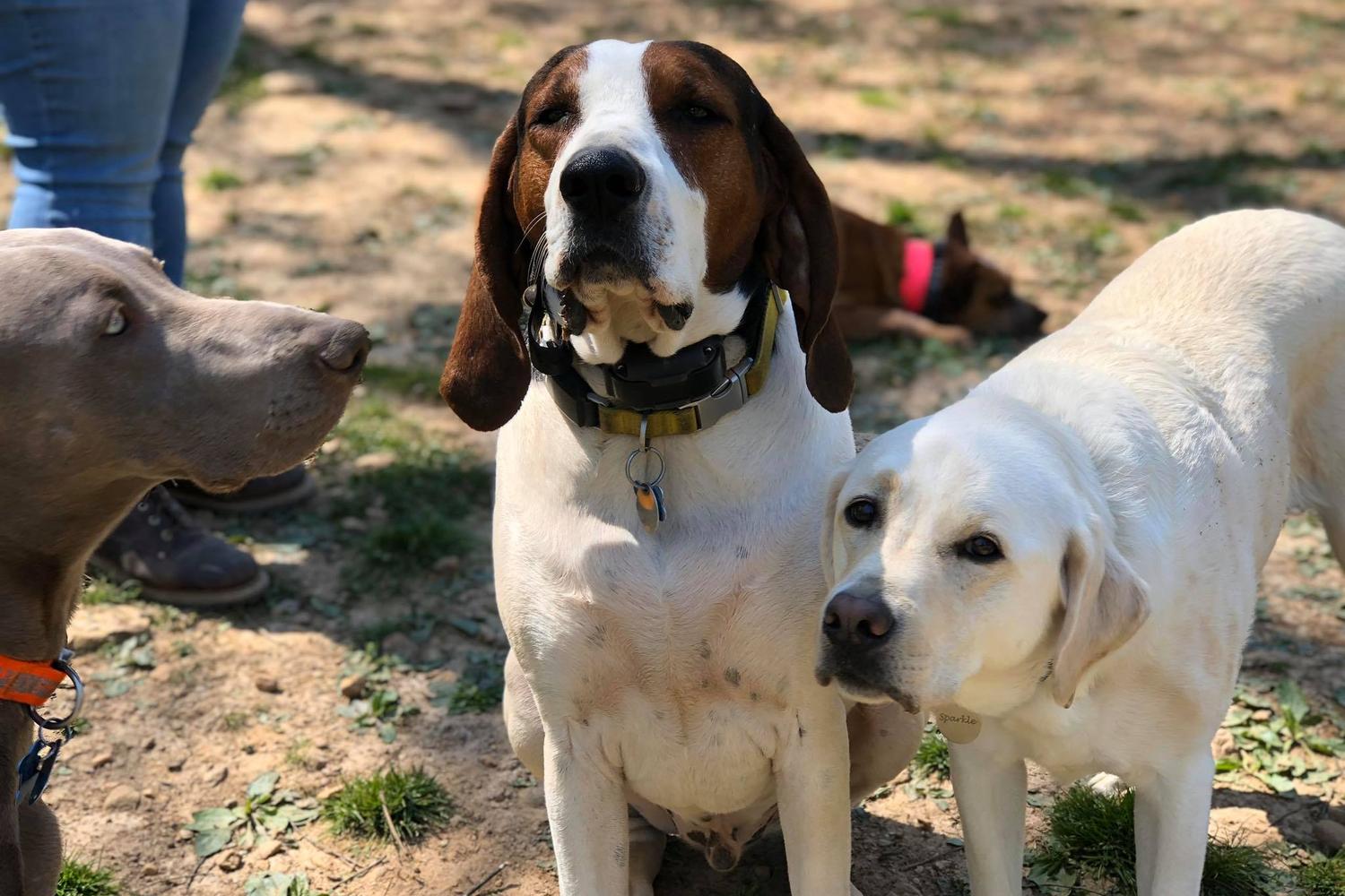 Woof In The Woods 4
