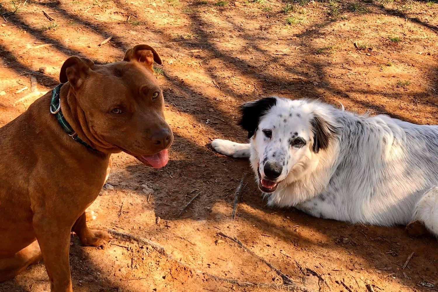 Woof In The Woods 5