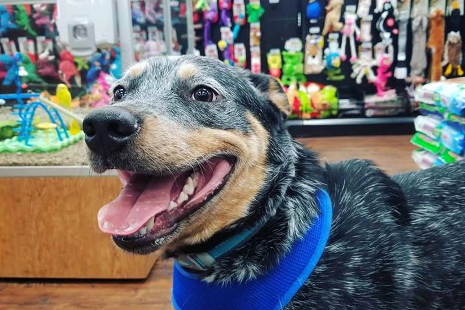 Kahoots Pet Store Temecula 2