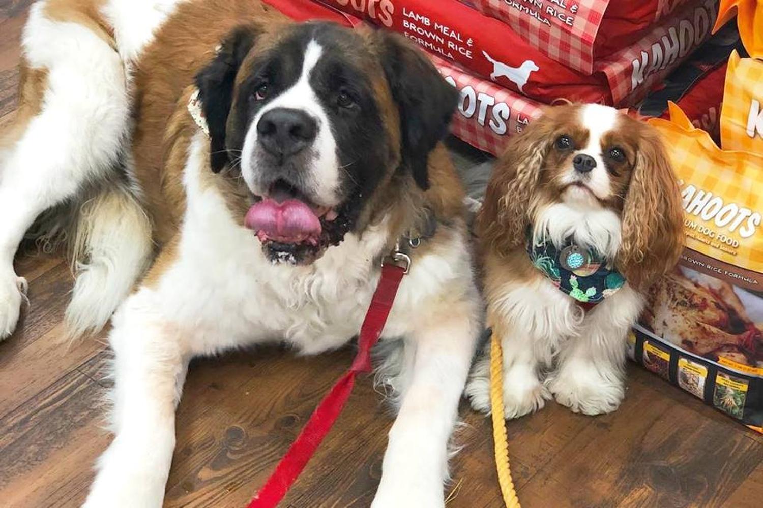 Kahoots Pet Store Temecula 3