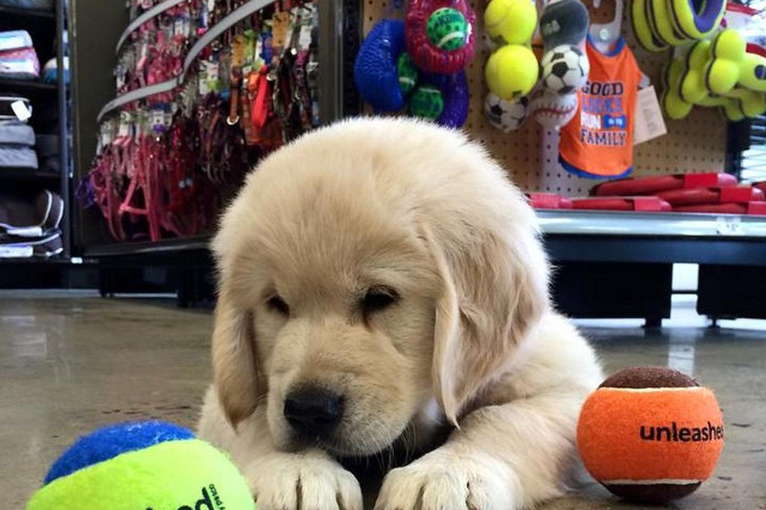 Unleashed by Petco 1