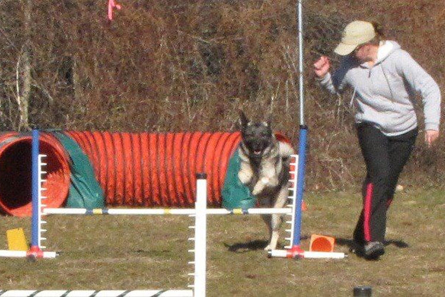 Jersey AGility Association (JAG) 3