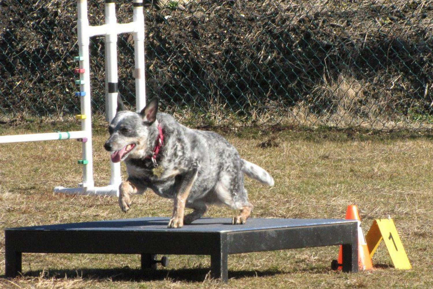 Jersey AGility Association (JAG) 4