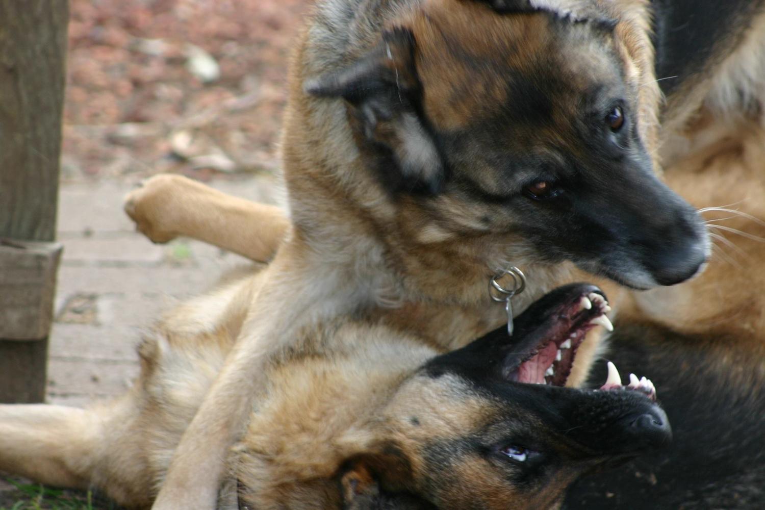 Bark Busters Home Dog Training - West Orange 1