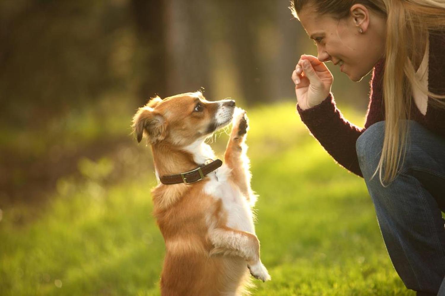 CATCH Canine Trainers Academy 0
