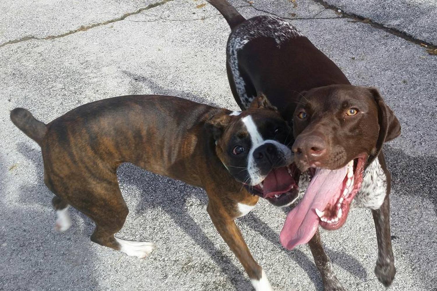 Side Kick Dog Training, Daycare, and Boarding 3