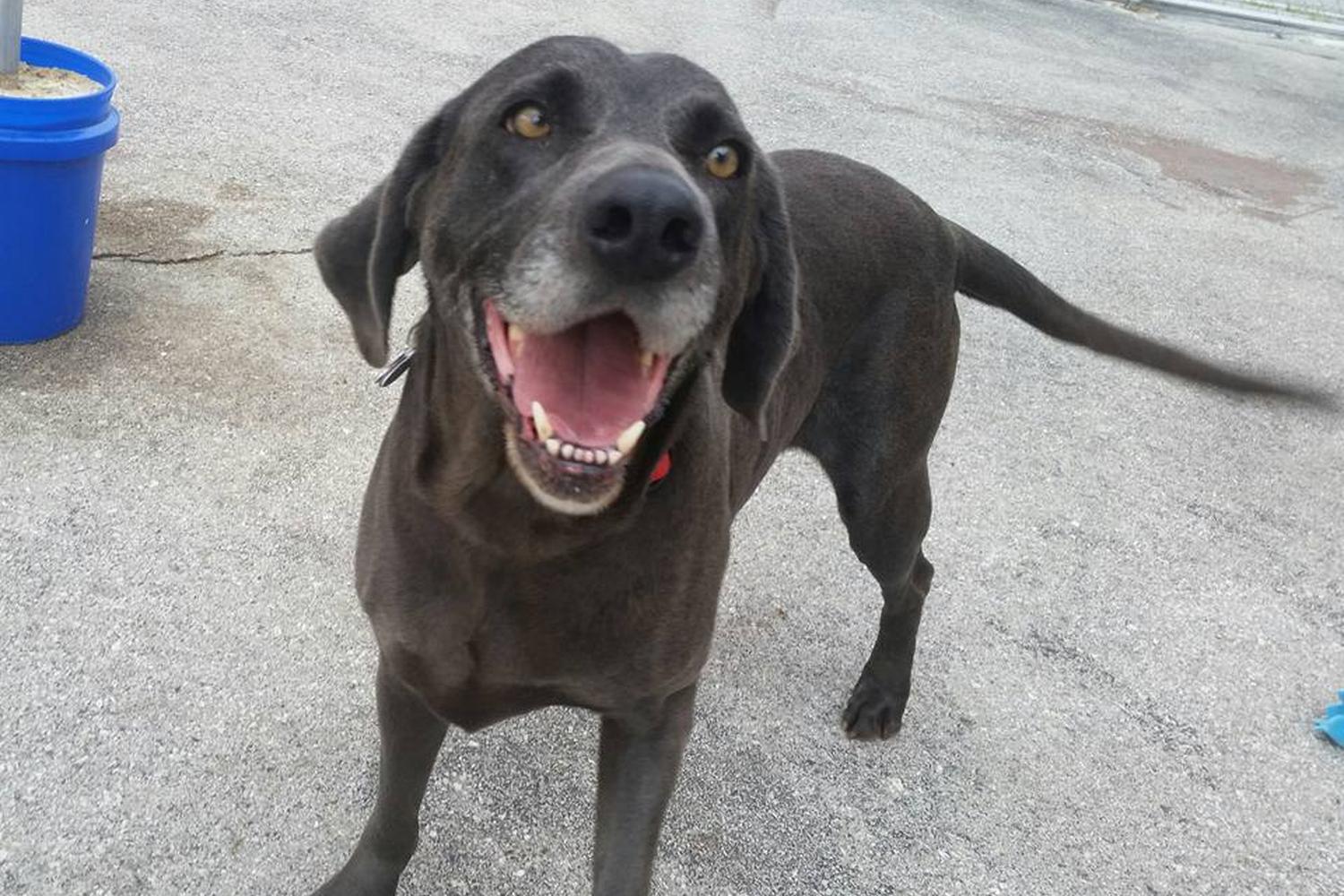 Side Kick Dog Training, Daycare, and Boarding 4