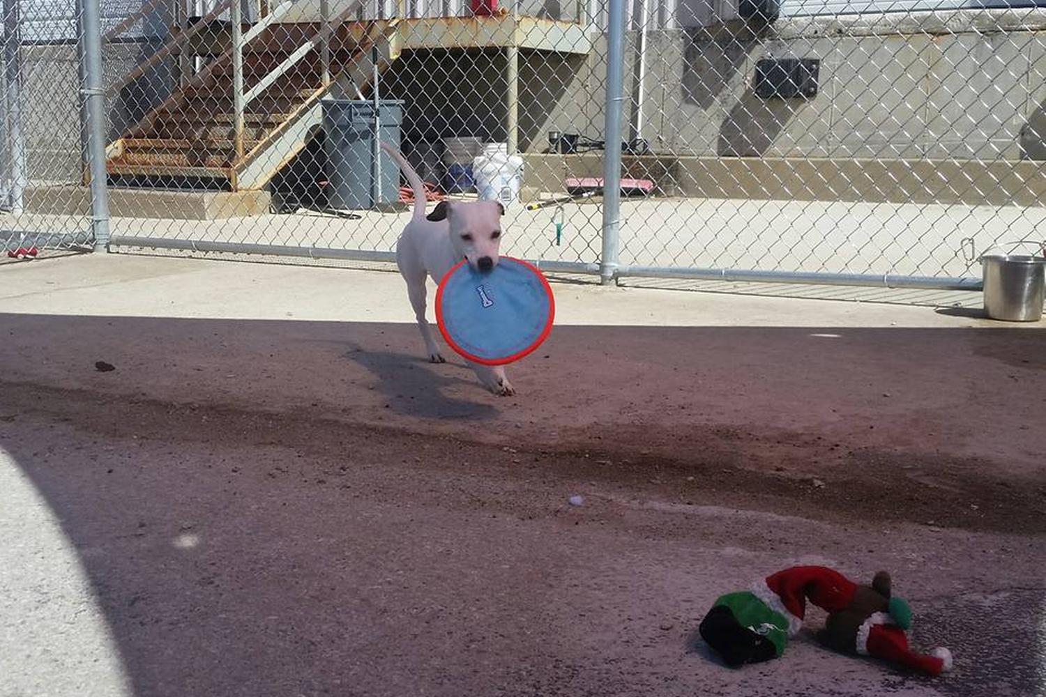 Side Kick Dog Training, Daycare, and Boarding 2