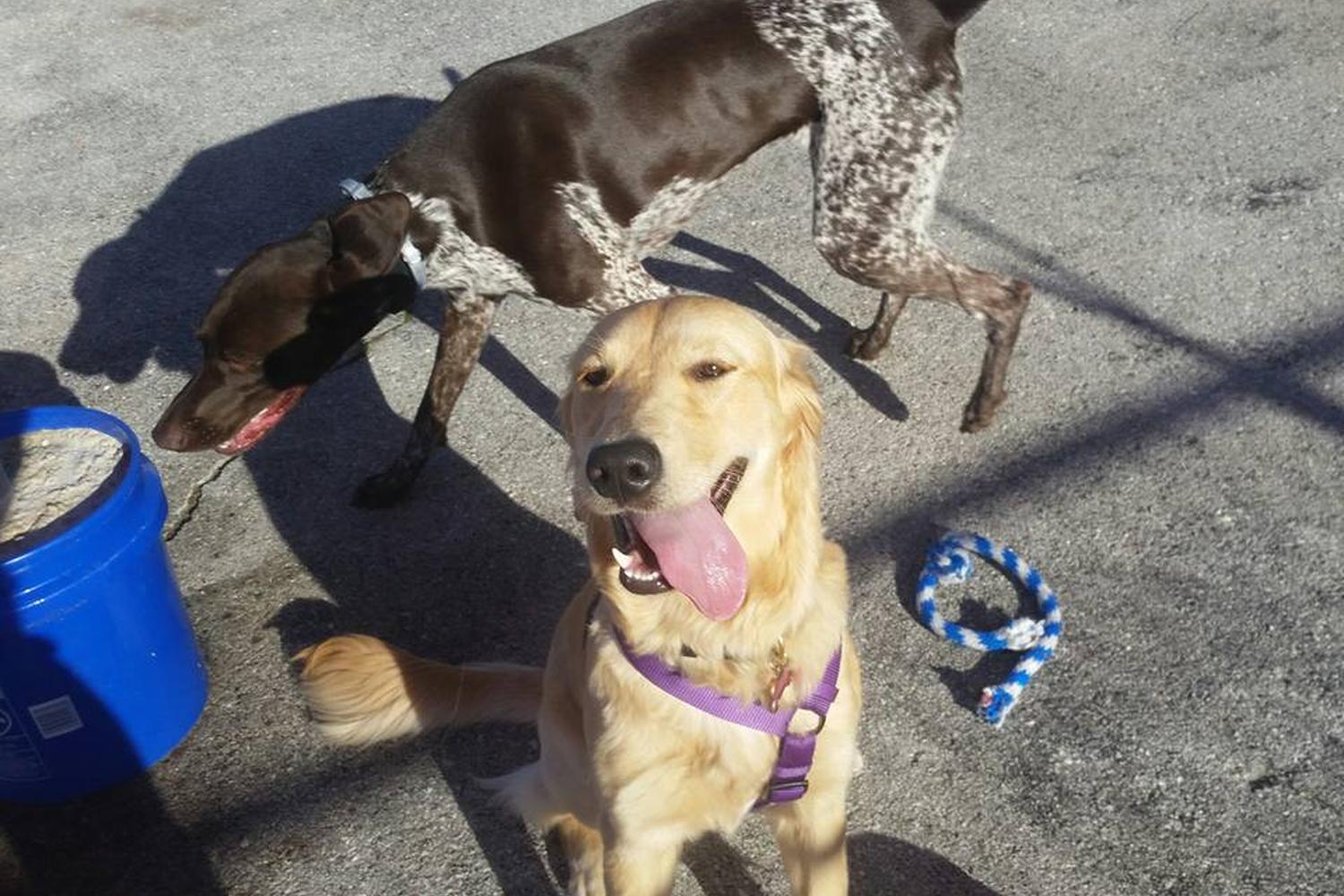 Side Kick Dog Training, Daycare, and Boarding 1