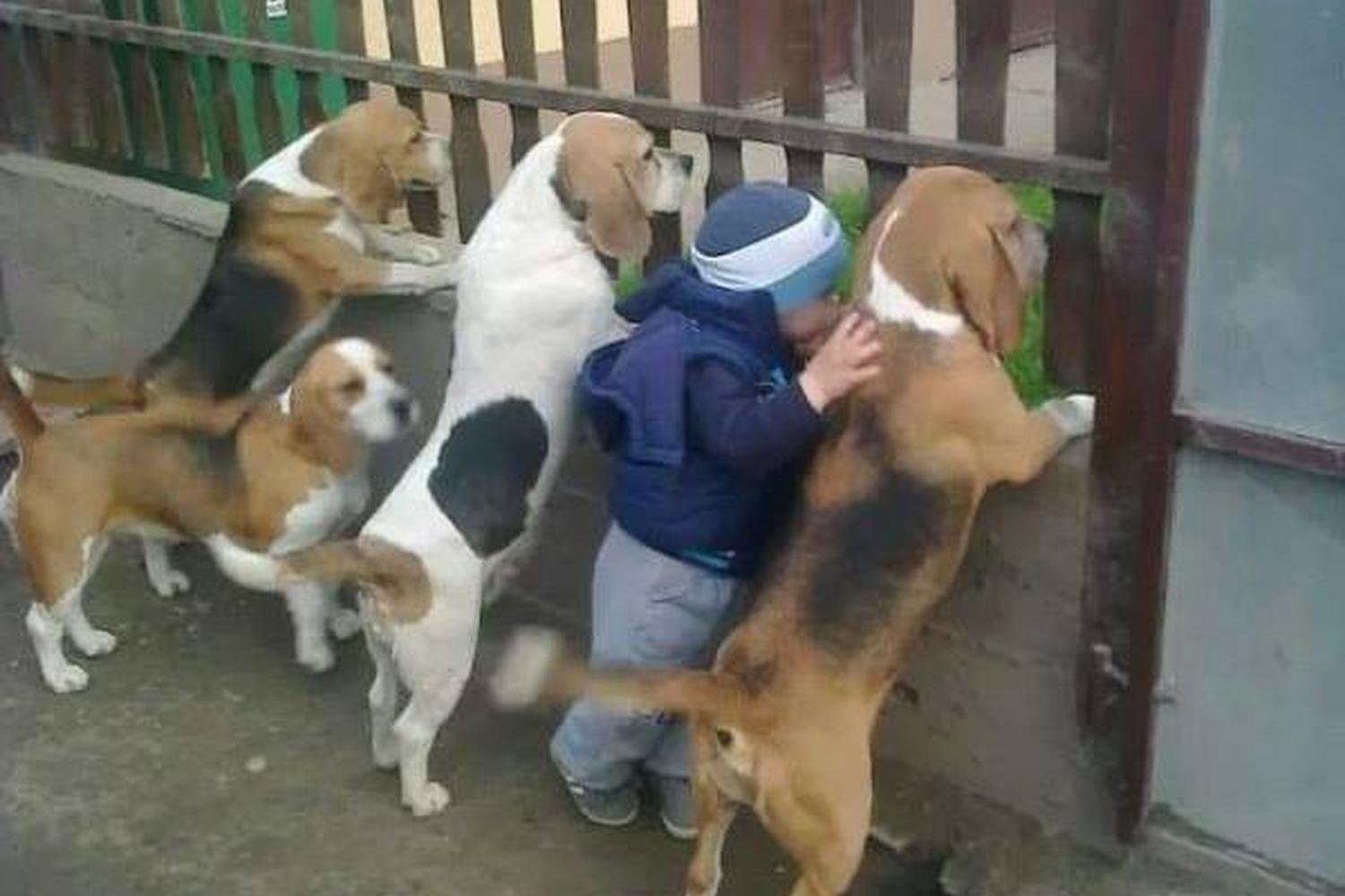 Canine Dimensions 2