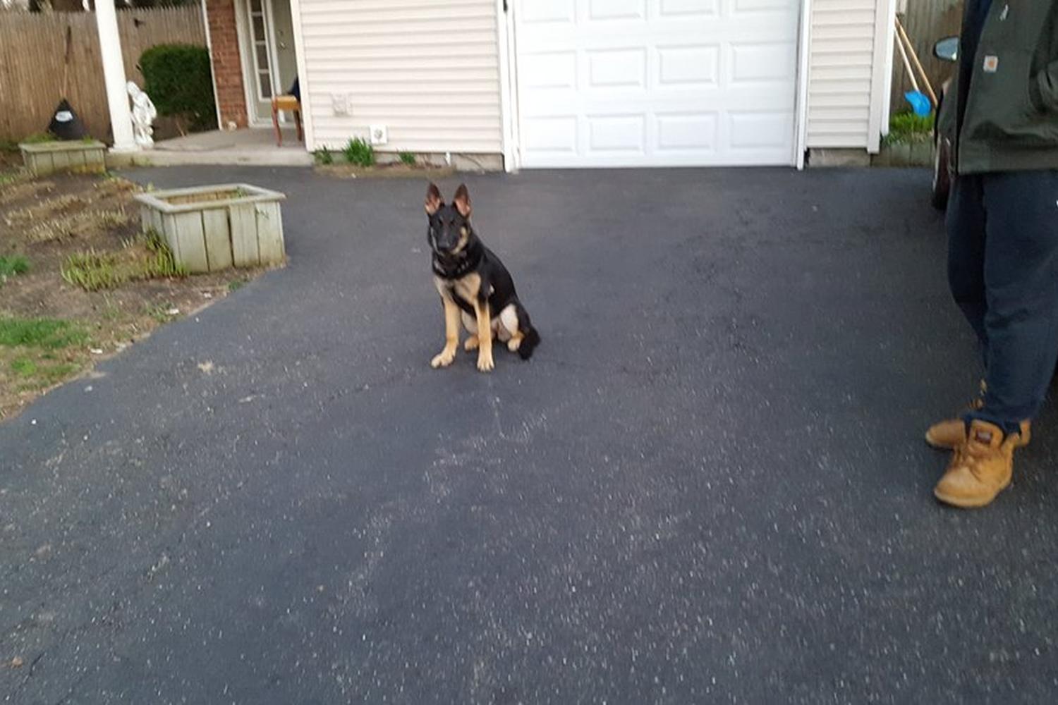 Dedicated Dog Training  5