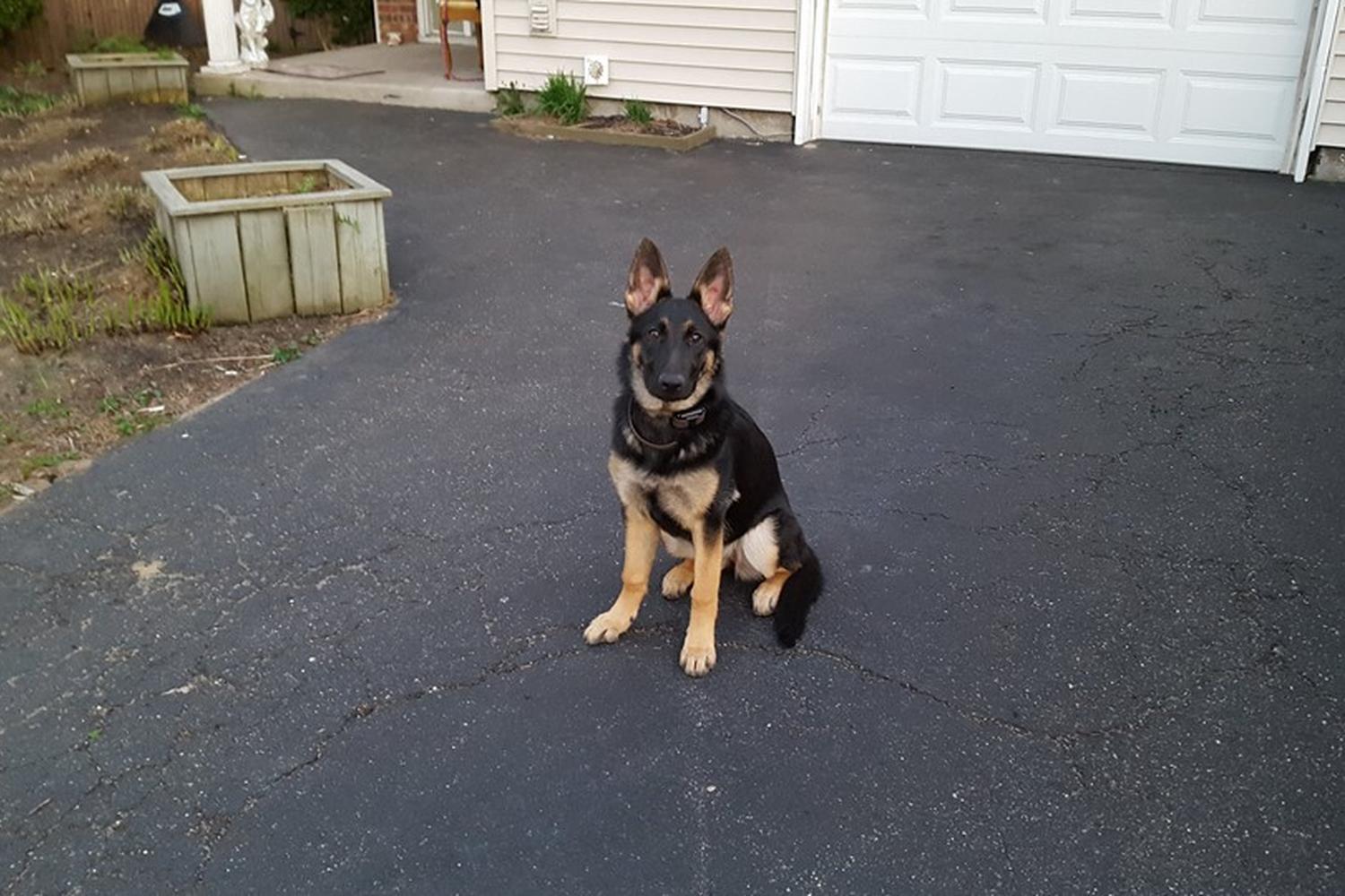Dedicated Dog Training  6