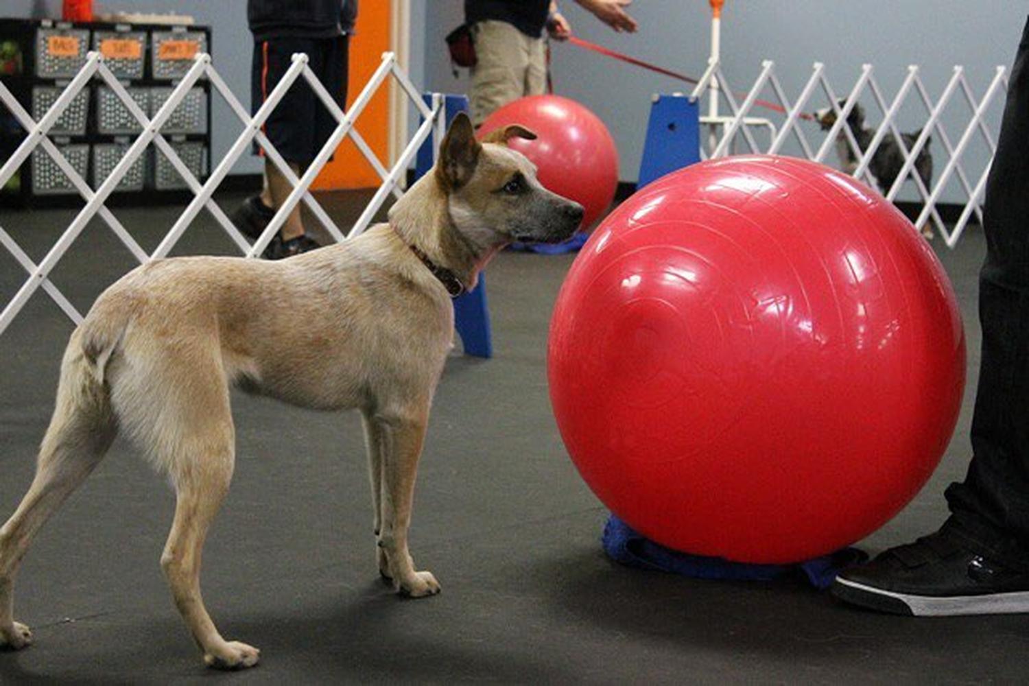 Zoom Room Dog Training 6
