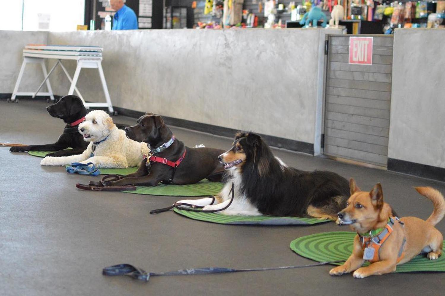 Zoom Room Dog Training 1