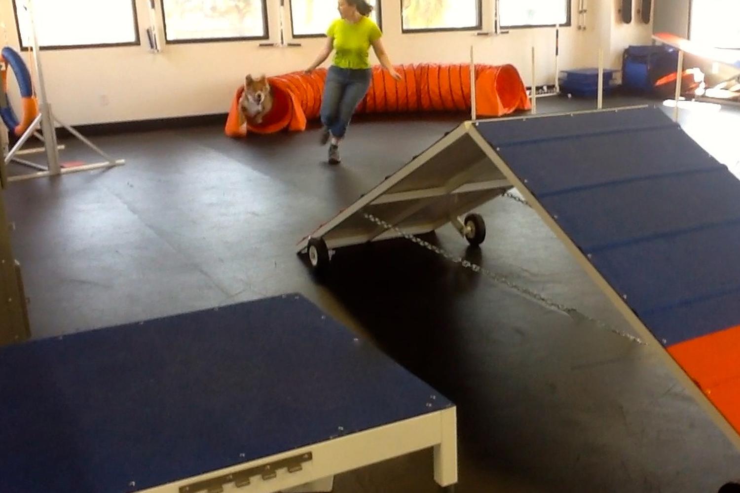Zoom Room Dog Training 4