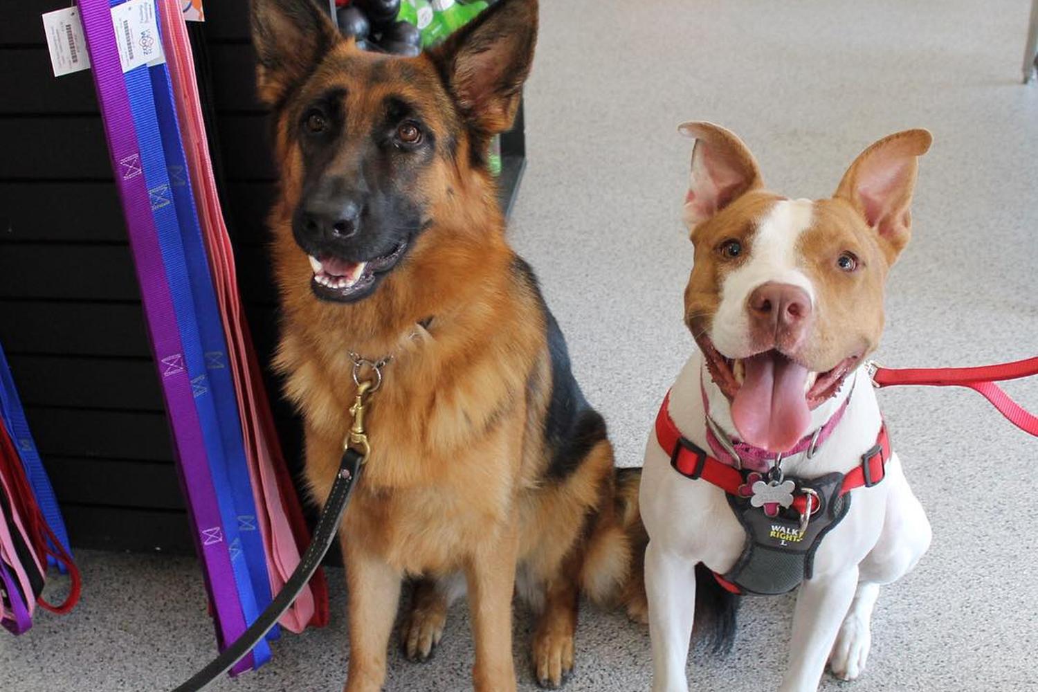 Zoom Room Dog Training 2