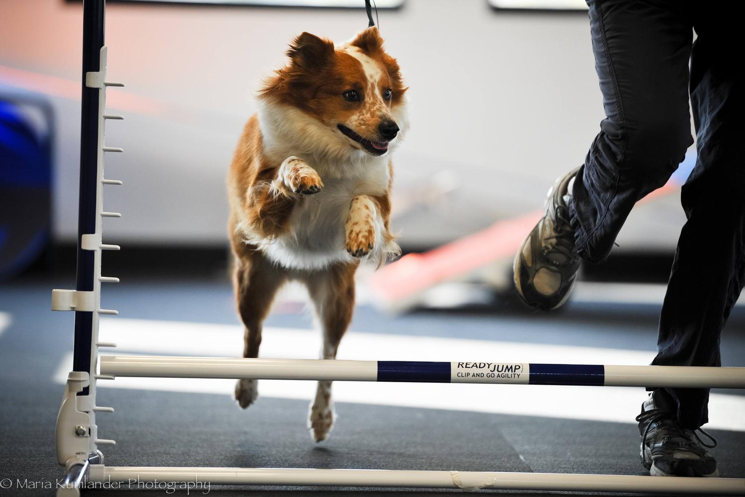 Zoom Room Dog Training 3