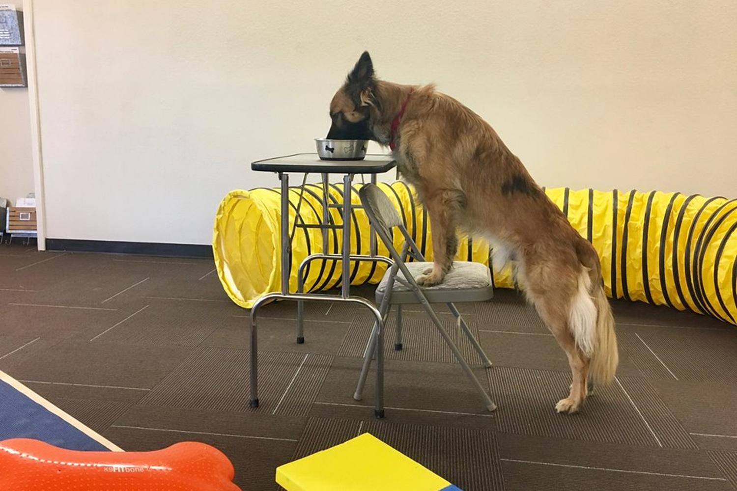 New Mexico Dog Training Academy, LLC 1
