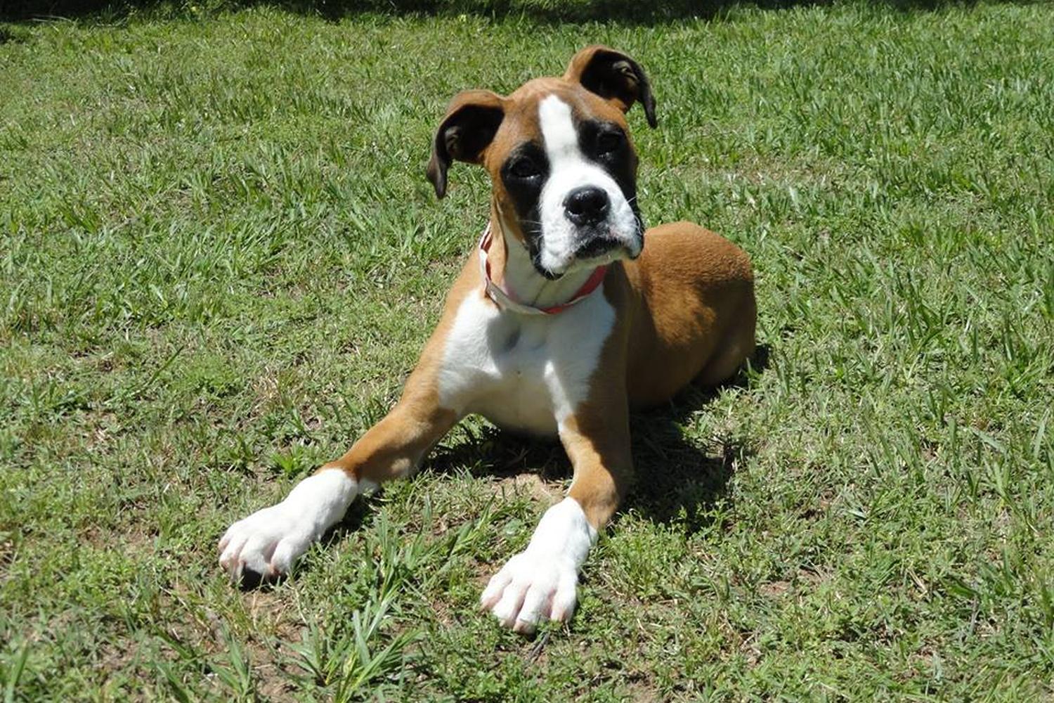 Green Dog Training 6